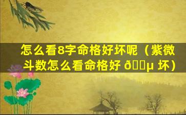 怎么看8字命格好坏呢（紫微斗数怎么看命格好 🌵 坏）